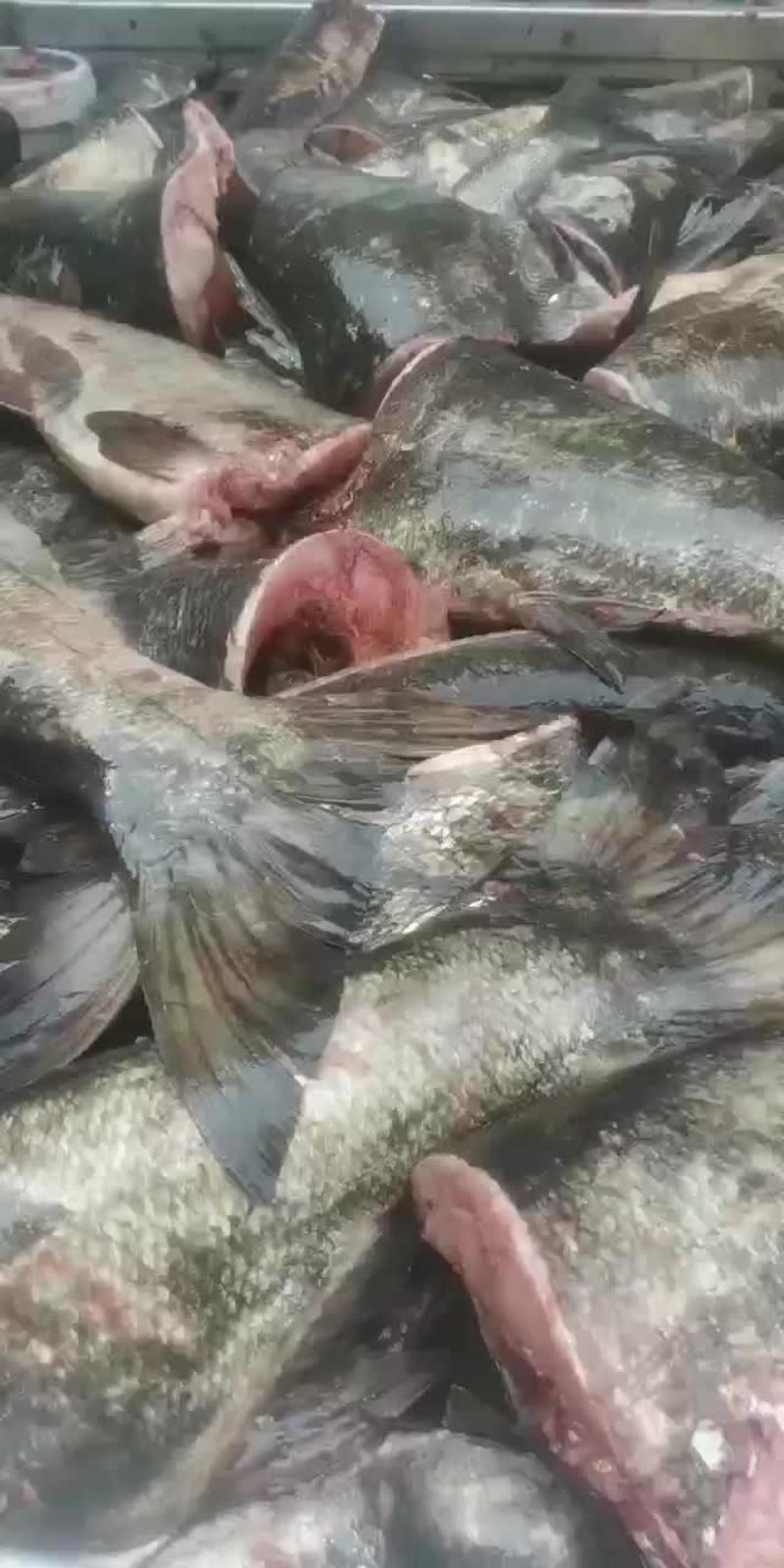 千岛湖花鲢，鲢鳙，冰鲜鱼头，鱼段，鱼尾。
