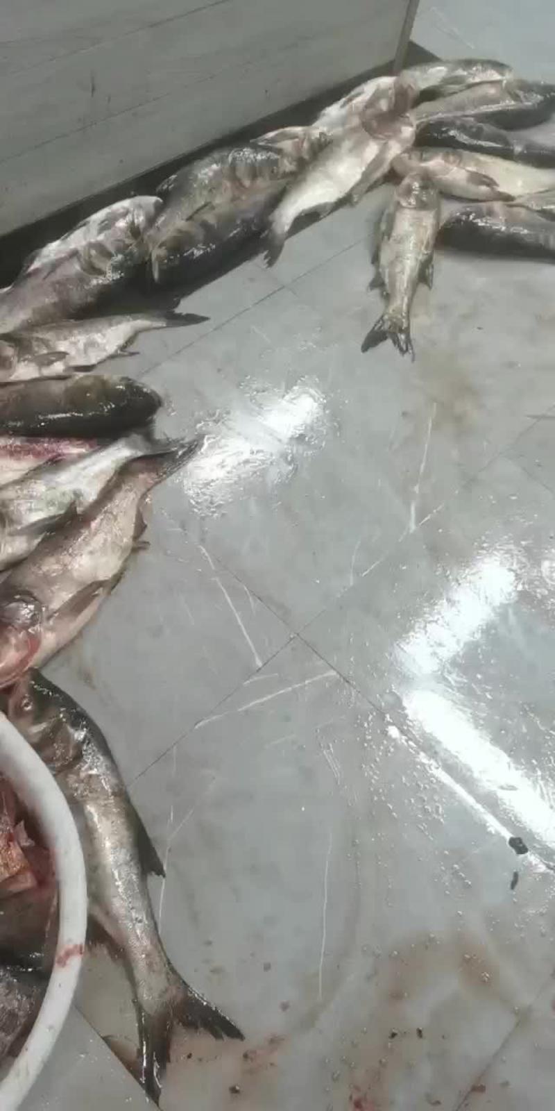 千岛湖花鲢，鲢鳙，冰鲜鱼头，鱼段，鱼尾。