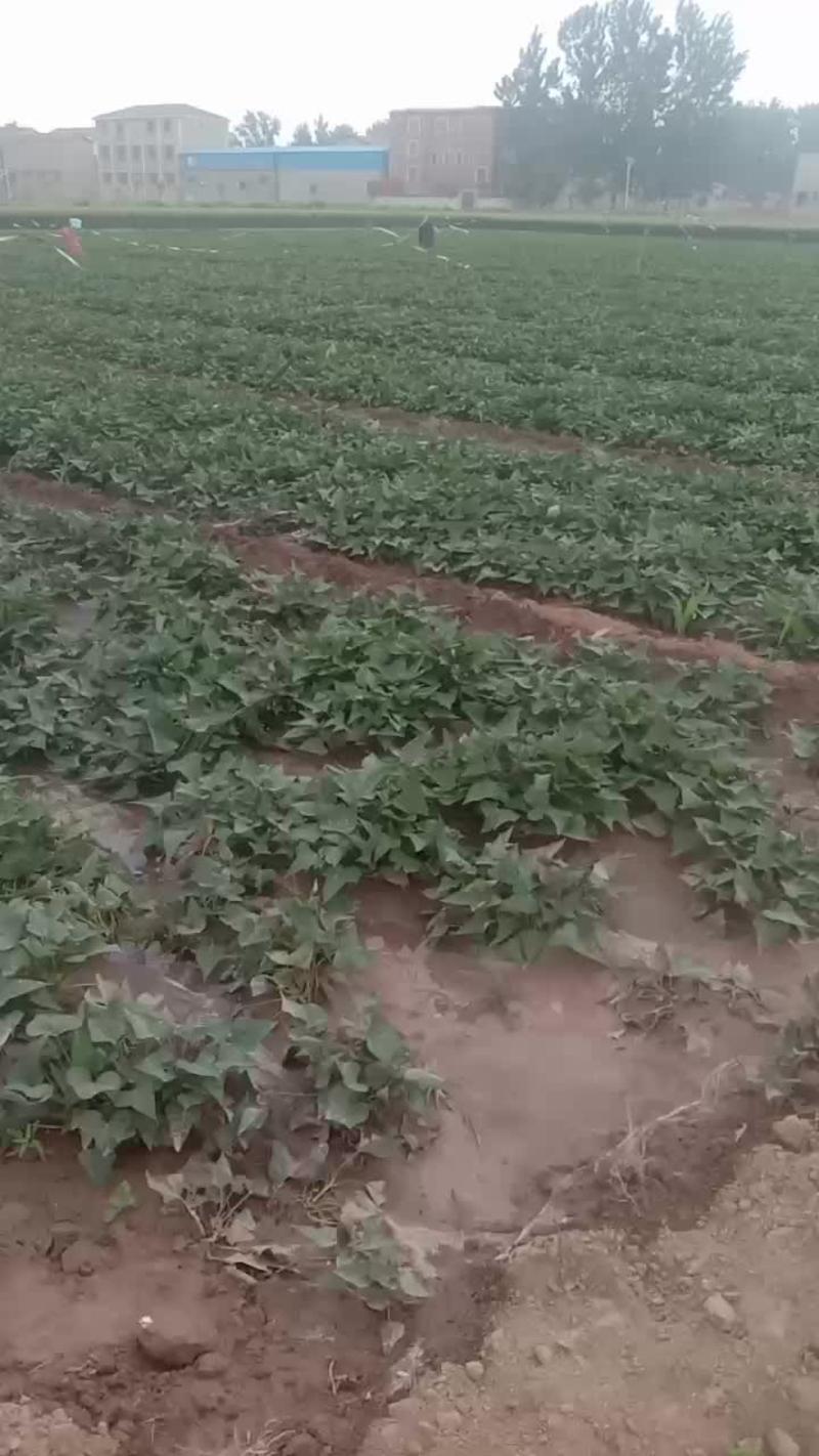 露天红薯苗供应，面积很大，百十亩产地地头出货新鲜苗供应