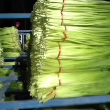 丰县粱寨镇红包蒜苔，有限货二十吨