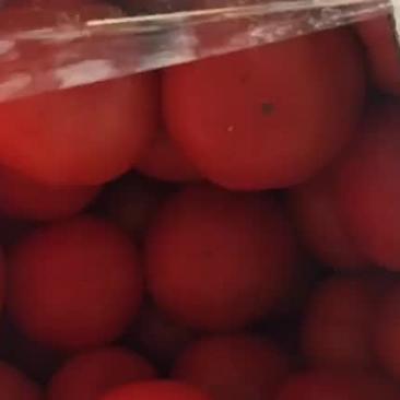 精品西红柿大量上市走货中