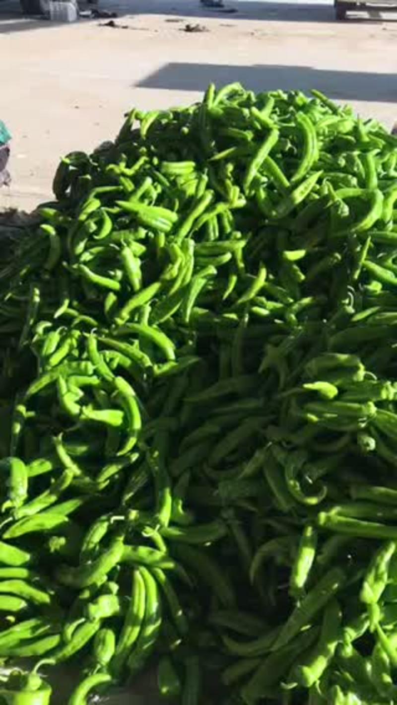 新鲜牛角椒，黄皮青椒便宜