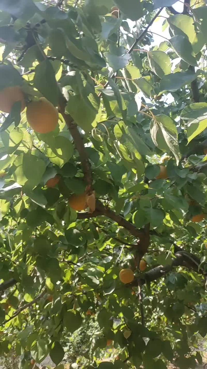 金太阳黄杏