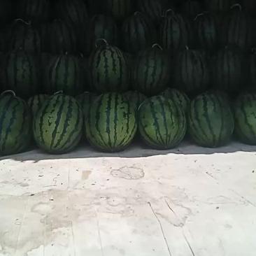田中甜农副产品合作社的西瓜己开始上市，熟度高爪甜