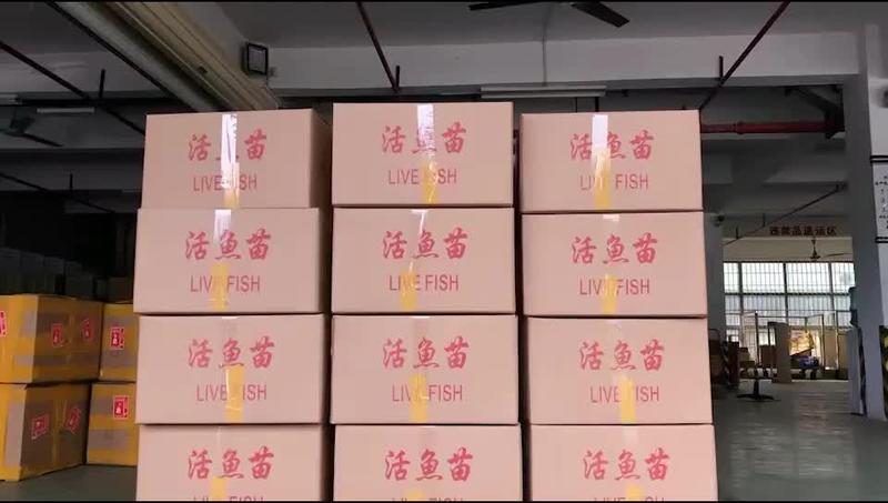 【荐】鳗鱼苗，日本白鳝鱼苗，品种优良全国发货，请放心购买