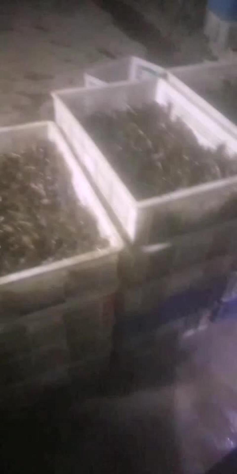 234小龙虾