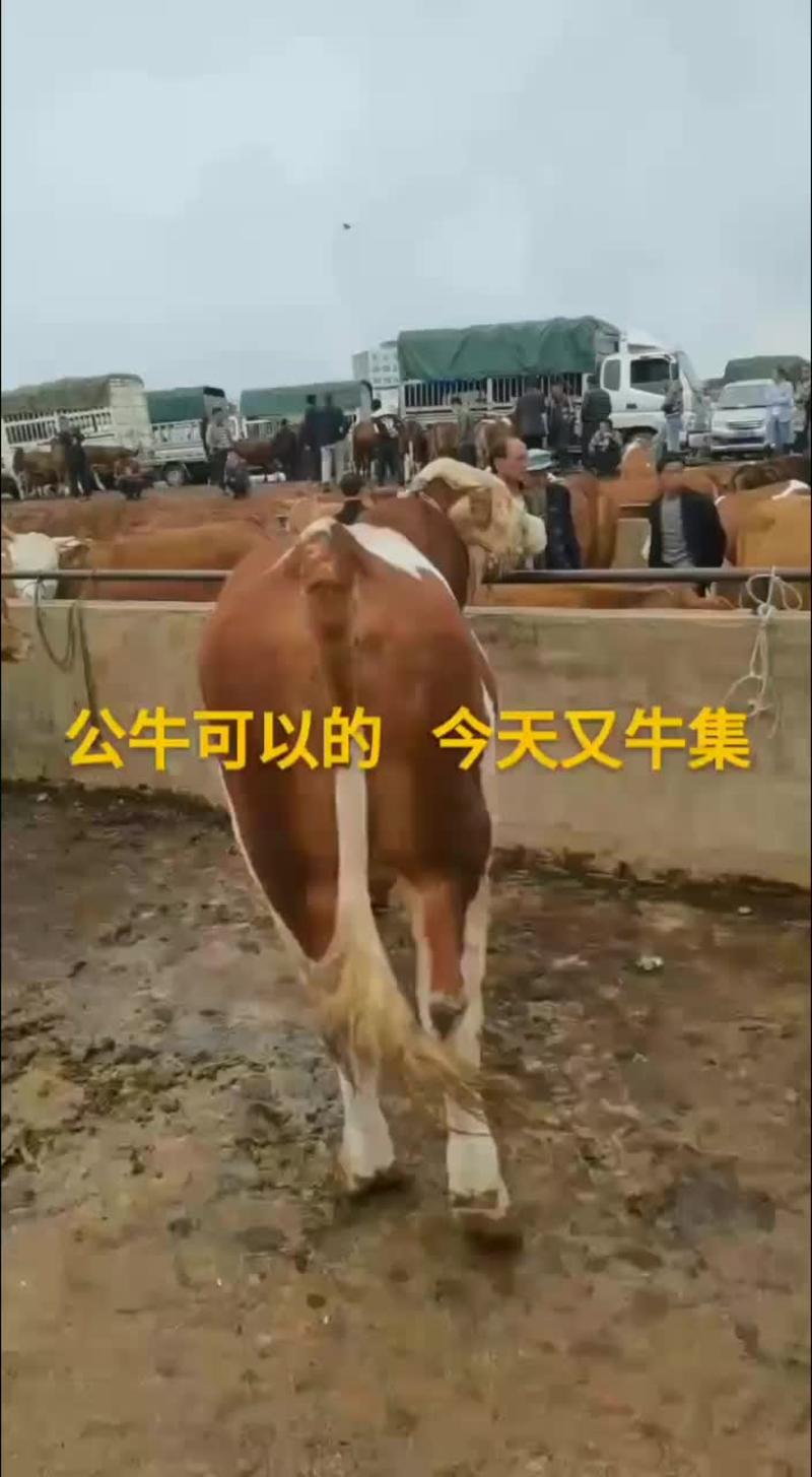 贵州散养牛西门培塔尔小公牛，土杂交牛，小母牛，黄牛肉牛等