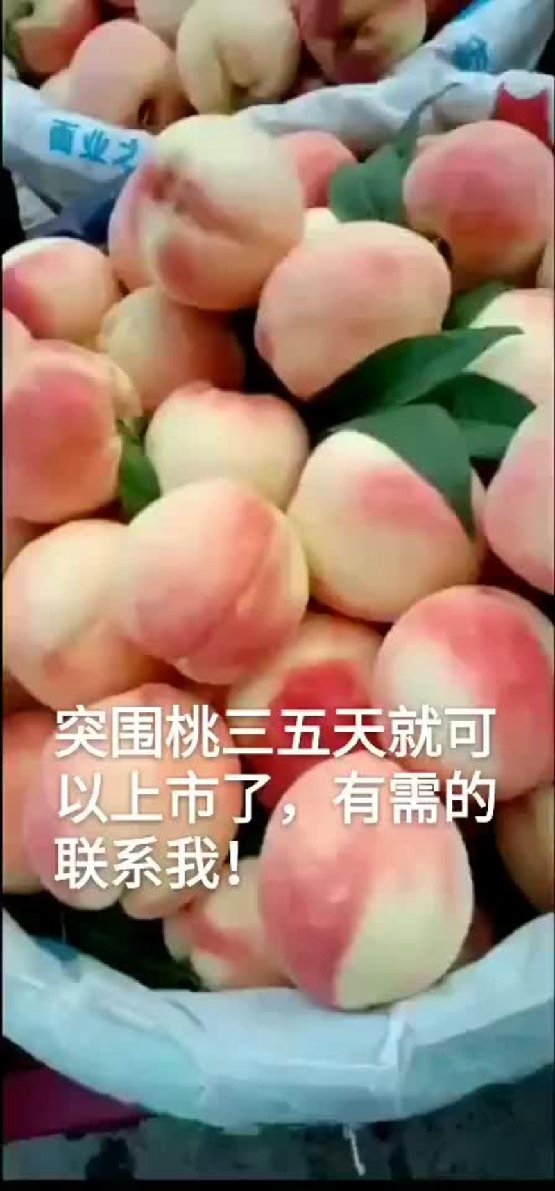陕西省礼泉县大量纸袋突围水蜜桃即将大量成熟上市了