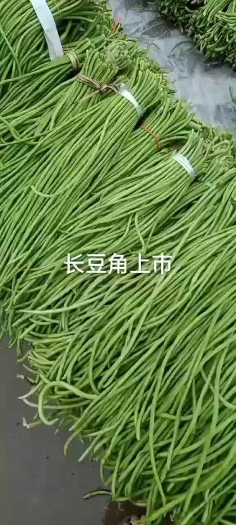 陕西汉中城固县豇豆，货源多多