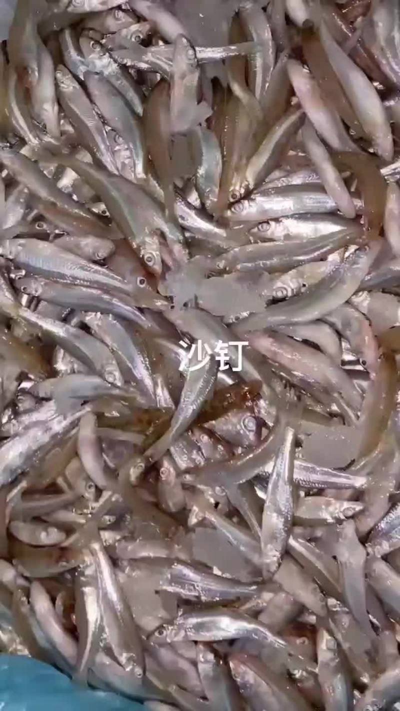 汉珠鱼(小沙丁鱼肉棍鱼白愣子鱼)汉珠鱼(小沙丁