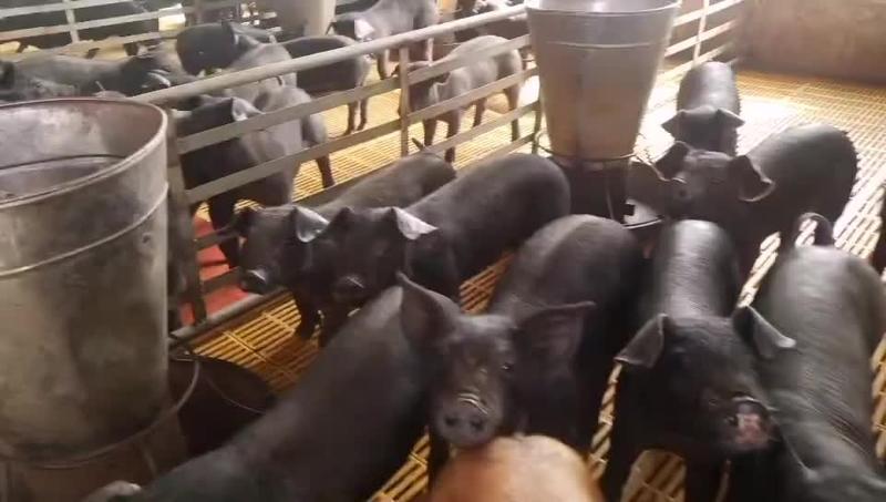 苏太母猪抗病能力强耐粗饲料适合全国各地养殖