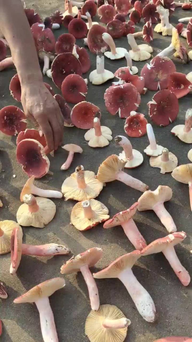 红菇，红菇红菌菇天然红菇
