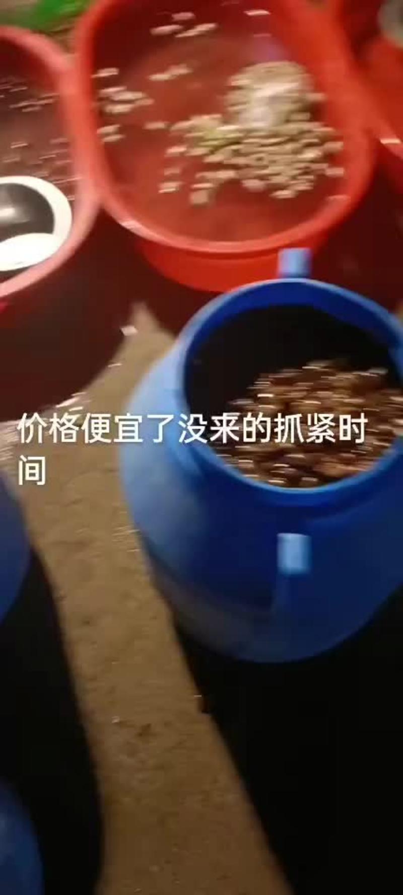 江苏省沛县金蝉基地，纯野生金蝉知了猴大量上市。一斤112