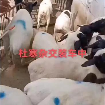 杜寒杂交羊农村养羊人技术指导