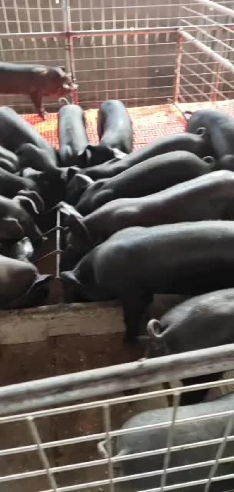 山东高产母猪货源充足，品种纯，产仔率高，好饲养，全国发货