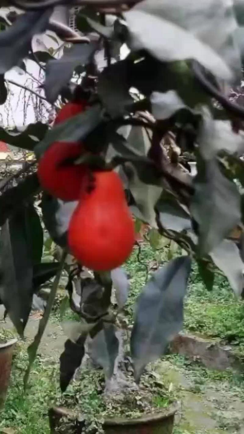 金弹子盆景，大红葫芦果互拍视频里面有果果红了的图片