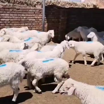 羊羔丶羊羔丶羊羔丶羊羔丶羊胴丶羊肉分割