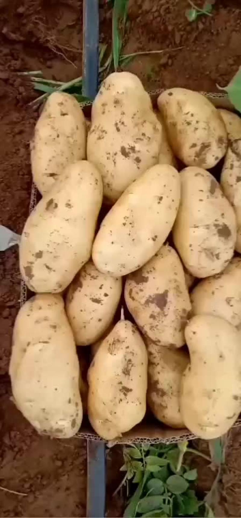 辽宁省凌海市荷兰十五土豆大量出货，淀粉豆价格欢迎全国客商