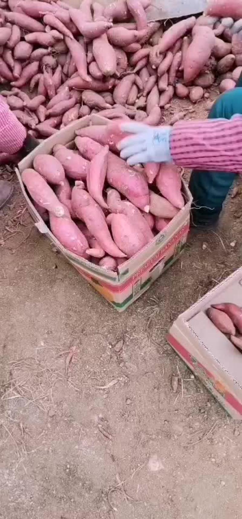 西瓜红红皮红心纯山地红薯产地直供红心303