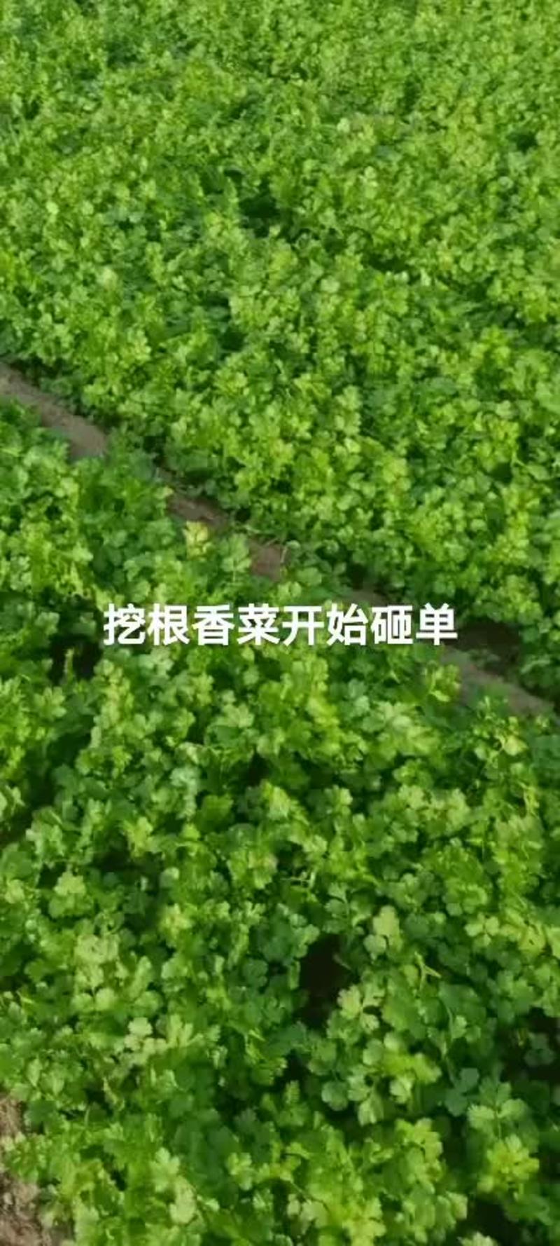 香菜杆青叶绿，精品圆叶大香菜。基地大量供应。
