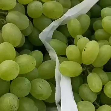 河北维多利亚葡萄大量上市，口感好，质量优质