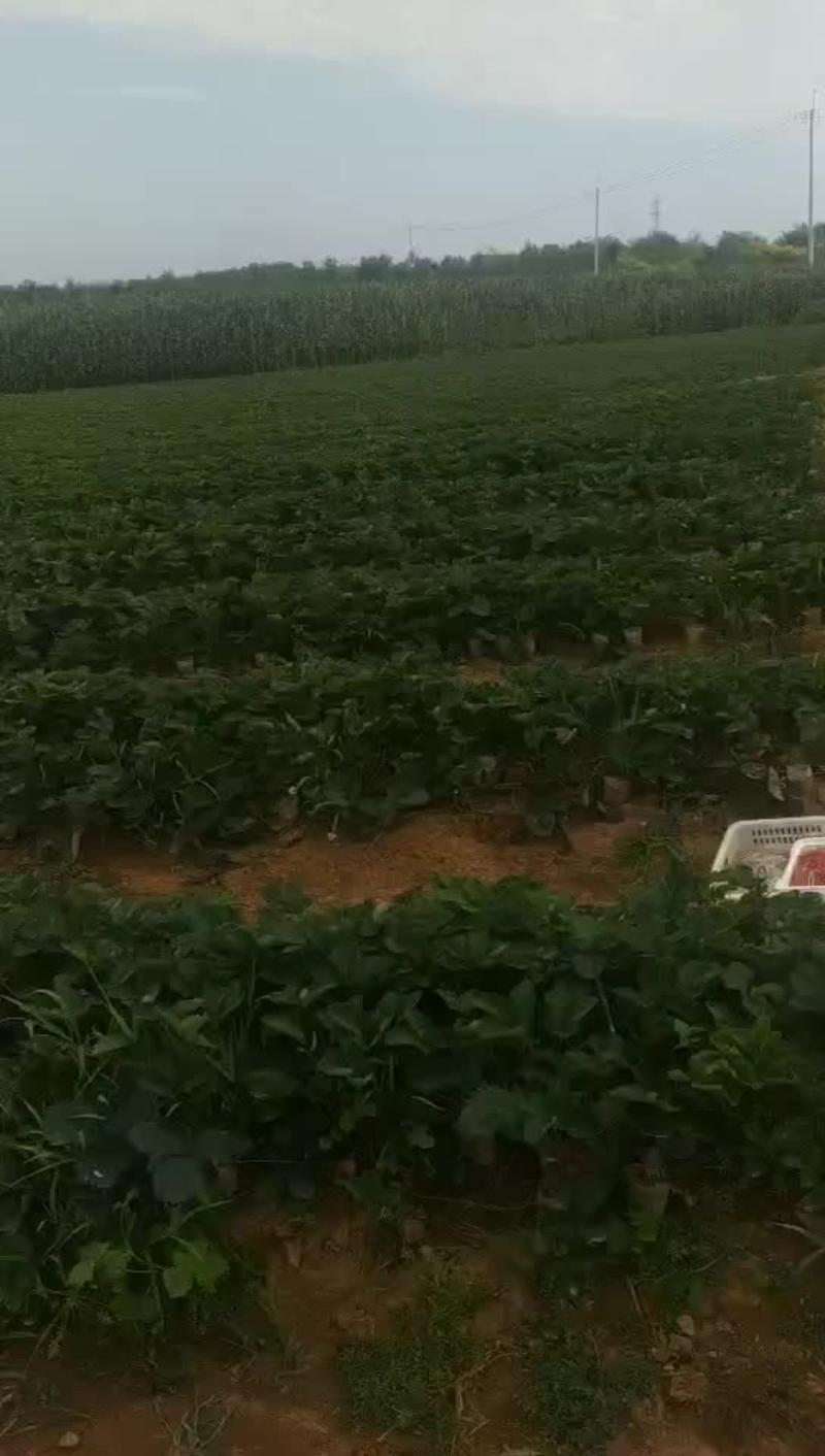 丹东市东港市优质红颜九九大中小叶优质草莓苗