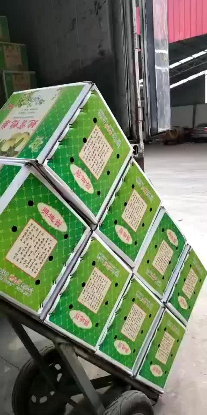 河北赵县鸭梨品种齐全专业代收代发代存冷库直发对接商超