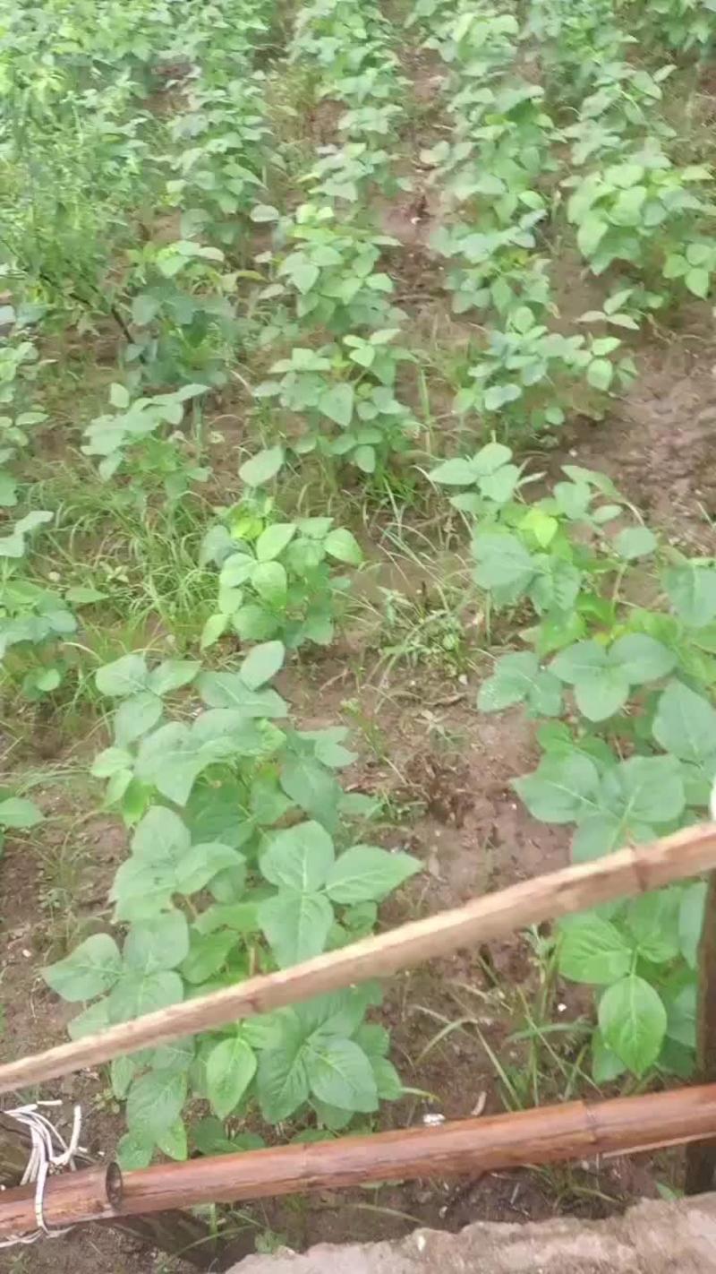 黄山歙县大青毛豆大量上需要的可以联系我，自家种植质量保证