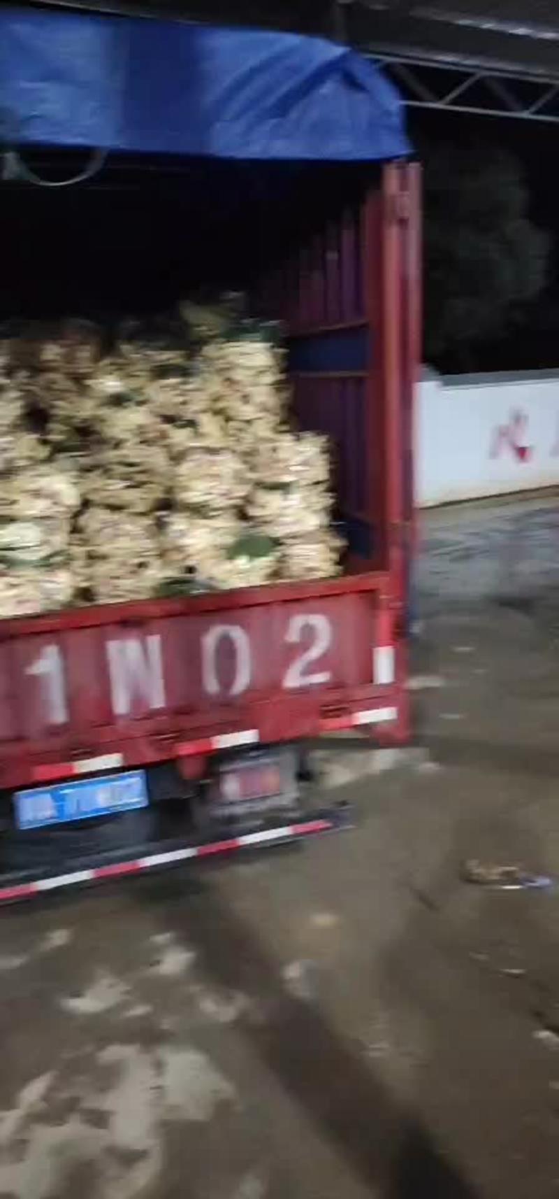 贵州优质子姜，窖姜大量供应货源稳定全国批发
