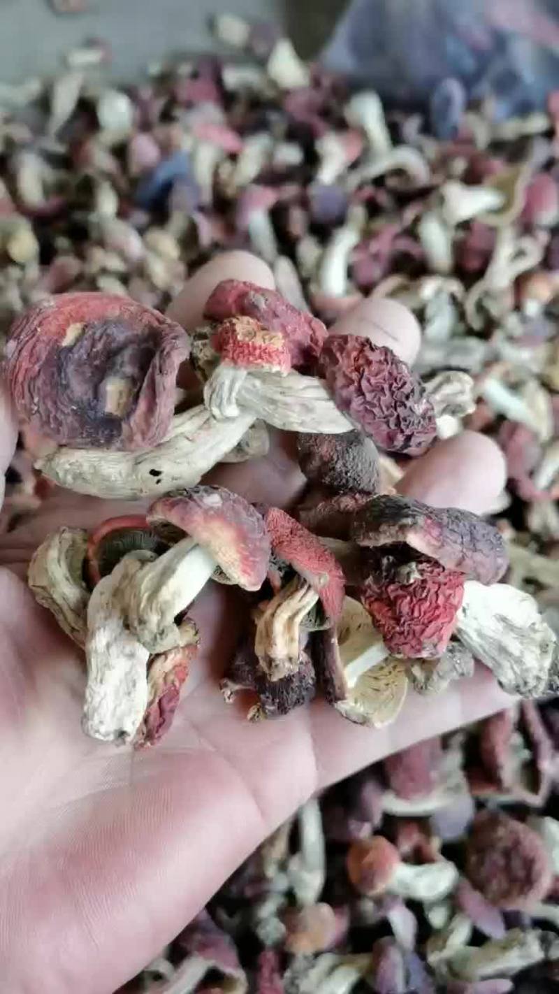 云南高山红菇紫菇，红香菇小丁菇