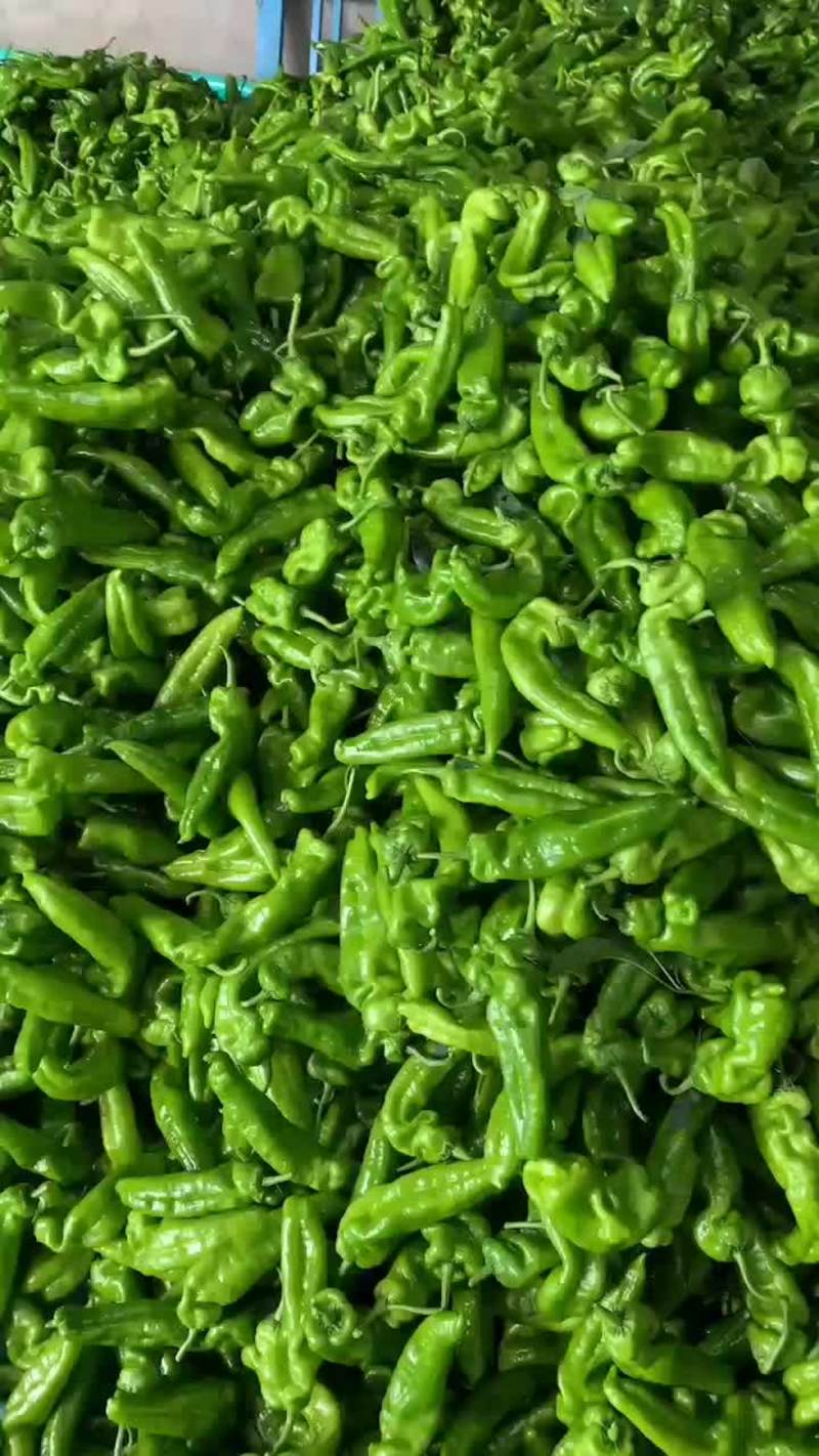 泡椒301费县精品鲜辣椒，一手货源，产地直发，价格便宜