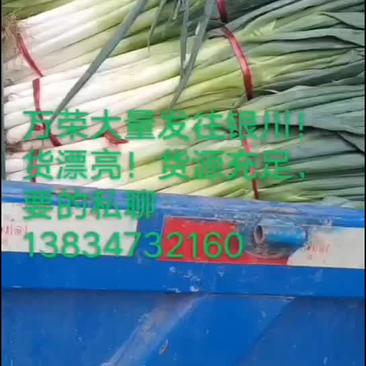 大葱，万荣县的大葱大量供应，纯白度可达三十公分以上