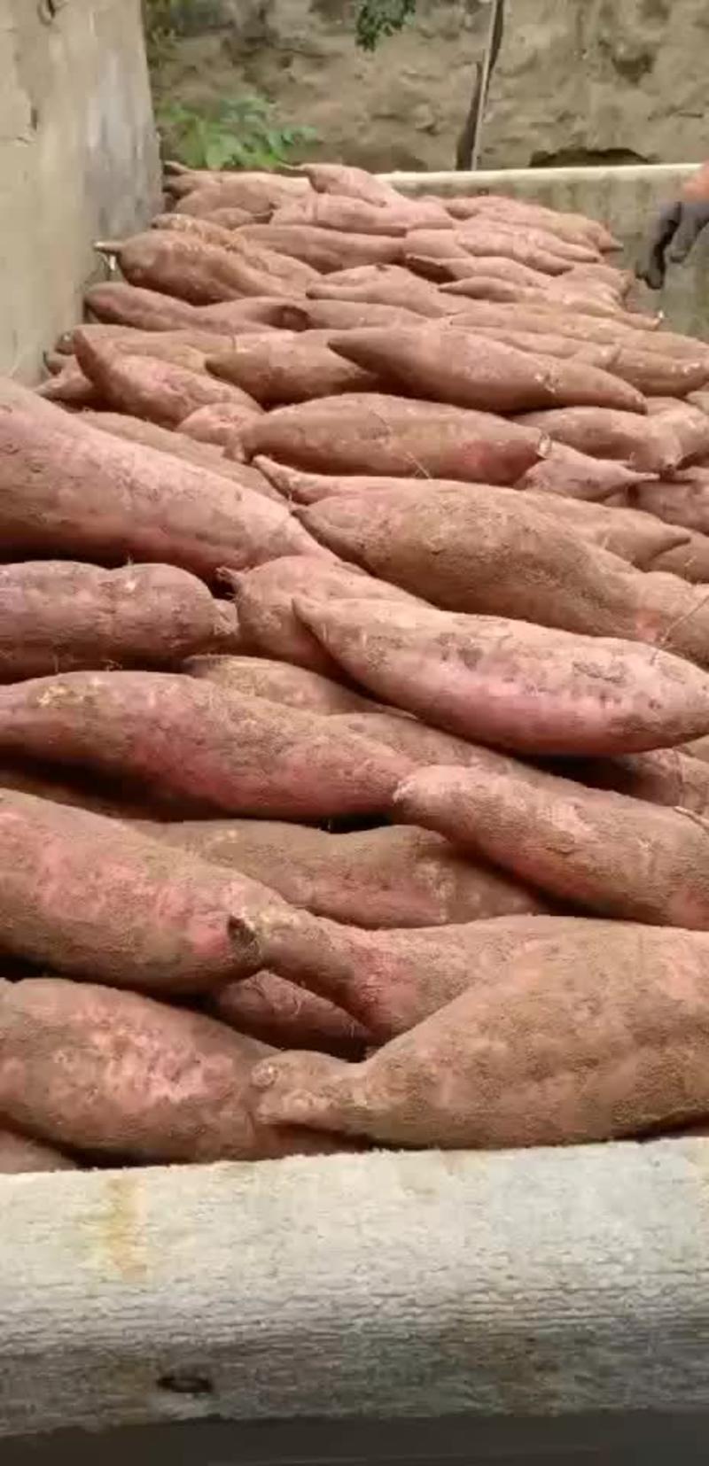 红薯板栗红薯沙地红薯产地直销量大从优需要大量有货需的联系