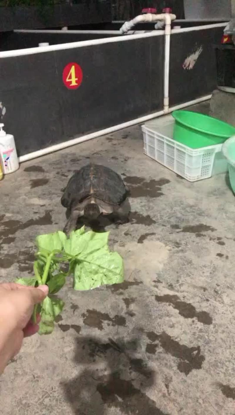 亚洲巨型龟吃菜龟半水龟可以养大到30-40斤性格温顺