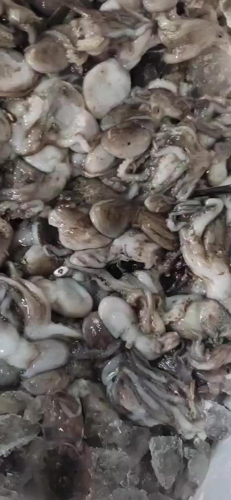 鱿鱼，水兔，八爪鱼批发质量保证一手货源全国发货