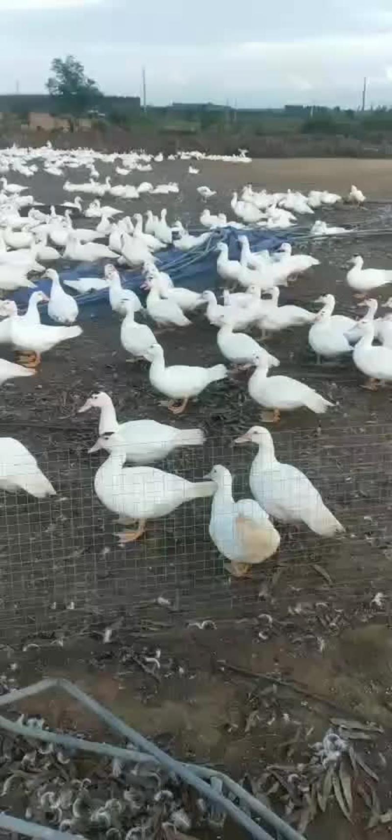 白番母鸭，2500只，90天，平均5.7斤