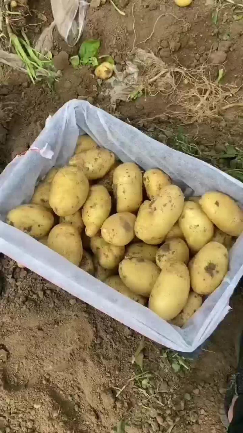 内蒙古大土豆
