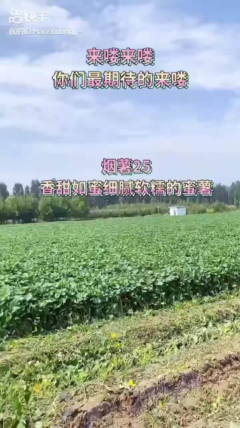 辽宁阜新黄瓤蜜薯烟薯25软糯香甜糖心流油