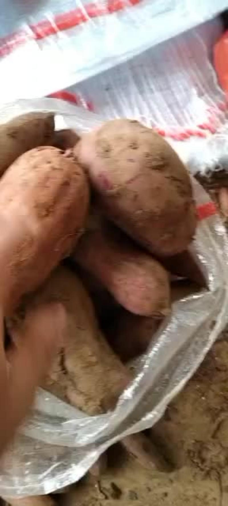 紫罗兰红薯电商团购超市批发一件代发全国发货产地