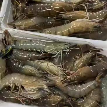活冻黑虎虾，欢迎农商社区团购合作，2022年最新首批发售