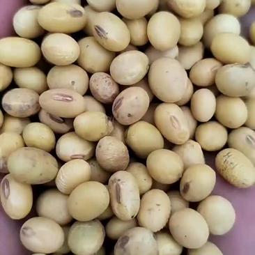 安徽省亳州市涡阳县地区本地黄豆，蛋白高，水分好。