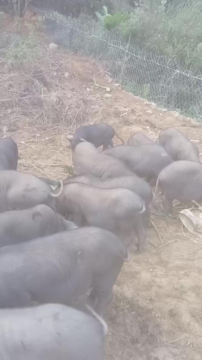 广东省河源市连平县环江香猪出售，（仔猪，肉猪，母猪）
