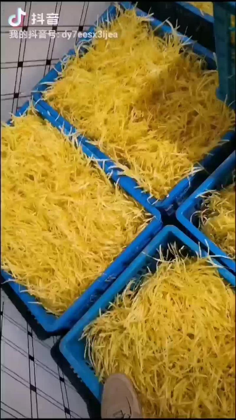 大量出售精品韭黄