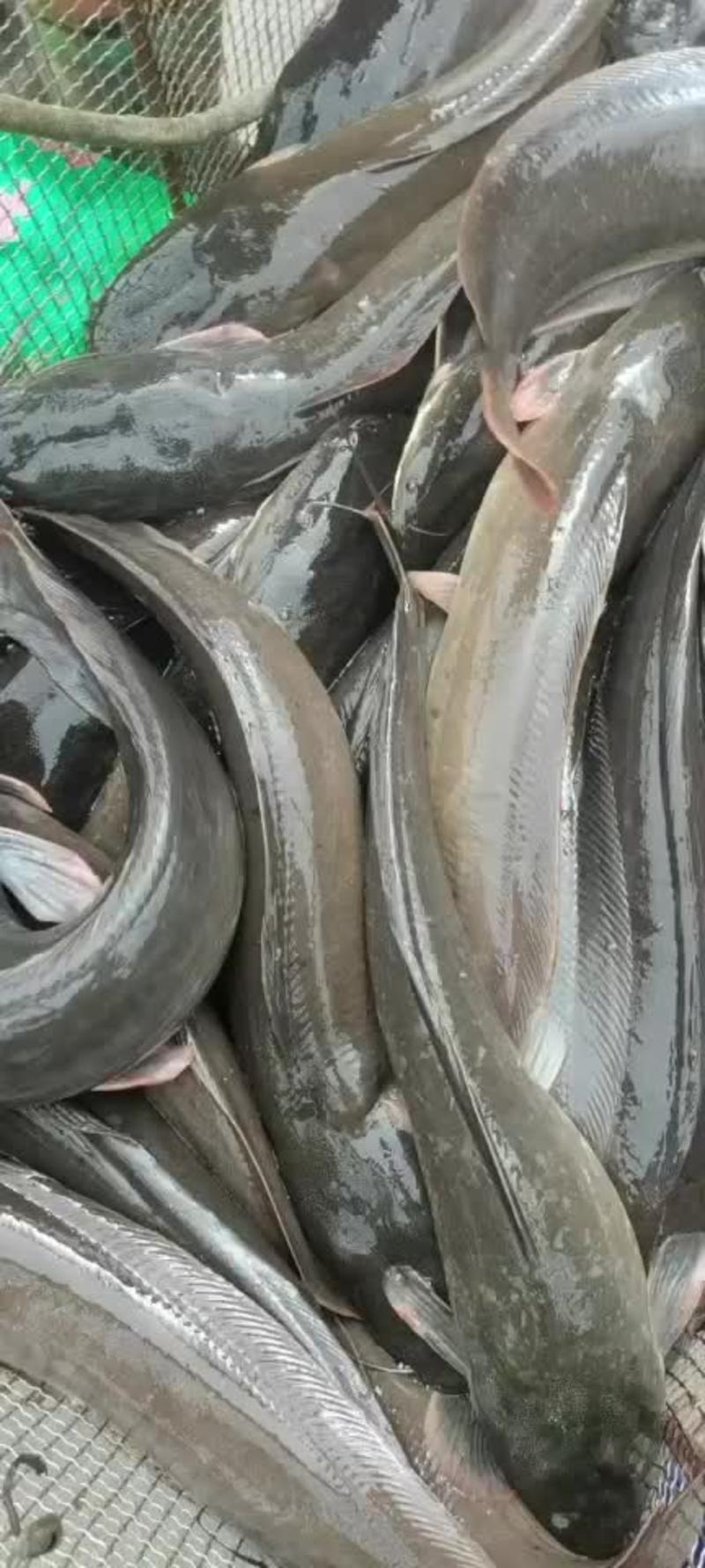 八胡鲢鱼长期供应量大从优诚信经营品质保证