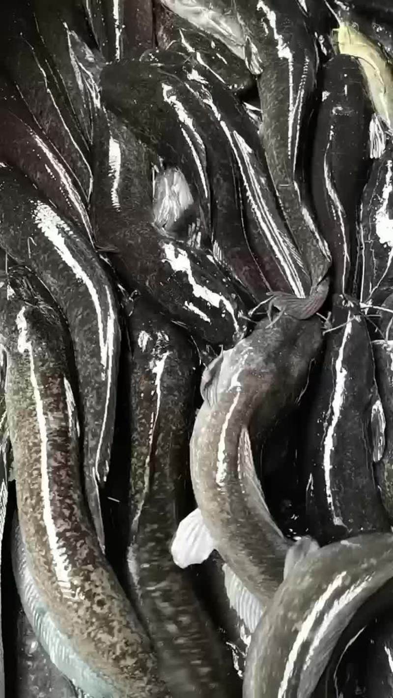 八胡鲢鱼长期供应量大从优诚信经营品质保证