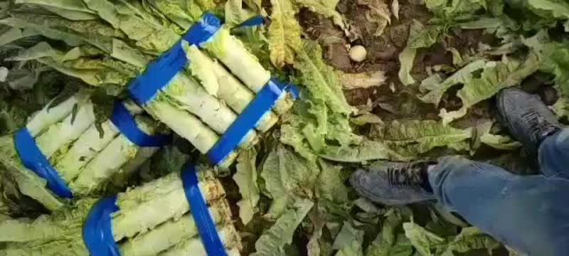 安徽莴苣，精品尖叶莴笋万亩基地直发无空心量大价优全发货