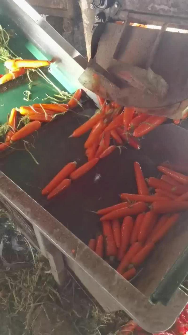 精品三红水洗胡萝卜
