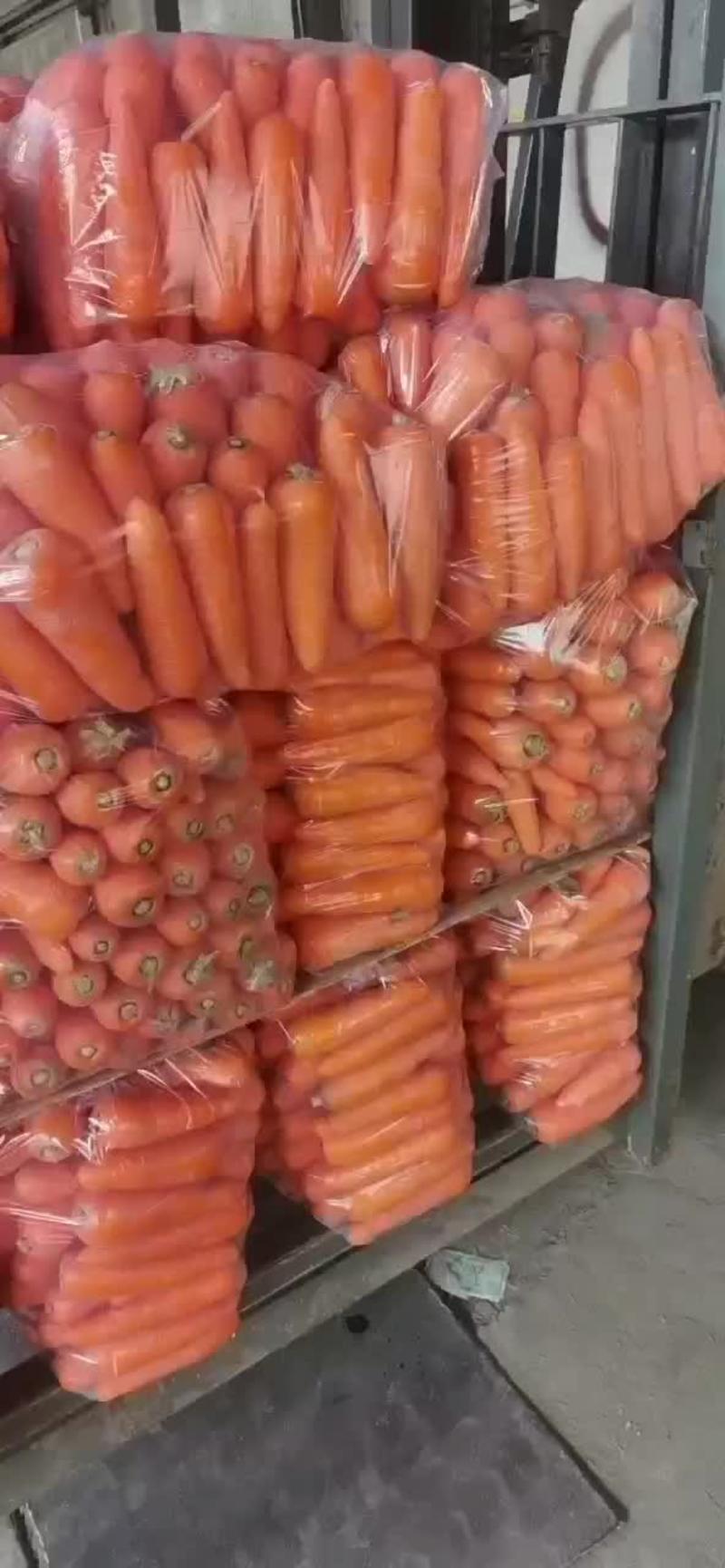 精品三红水洗胡萝卜