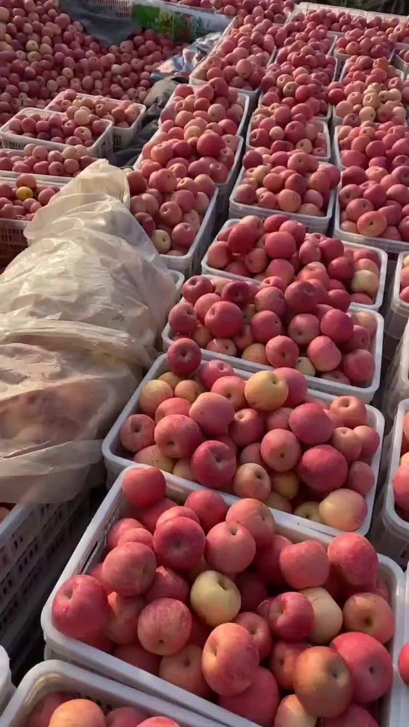 烟台苹果，红富士苹果，条纹苹果，一手货源产地批发价格低