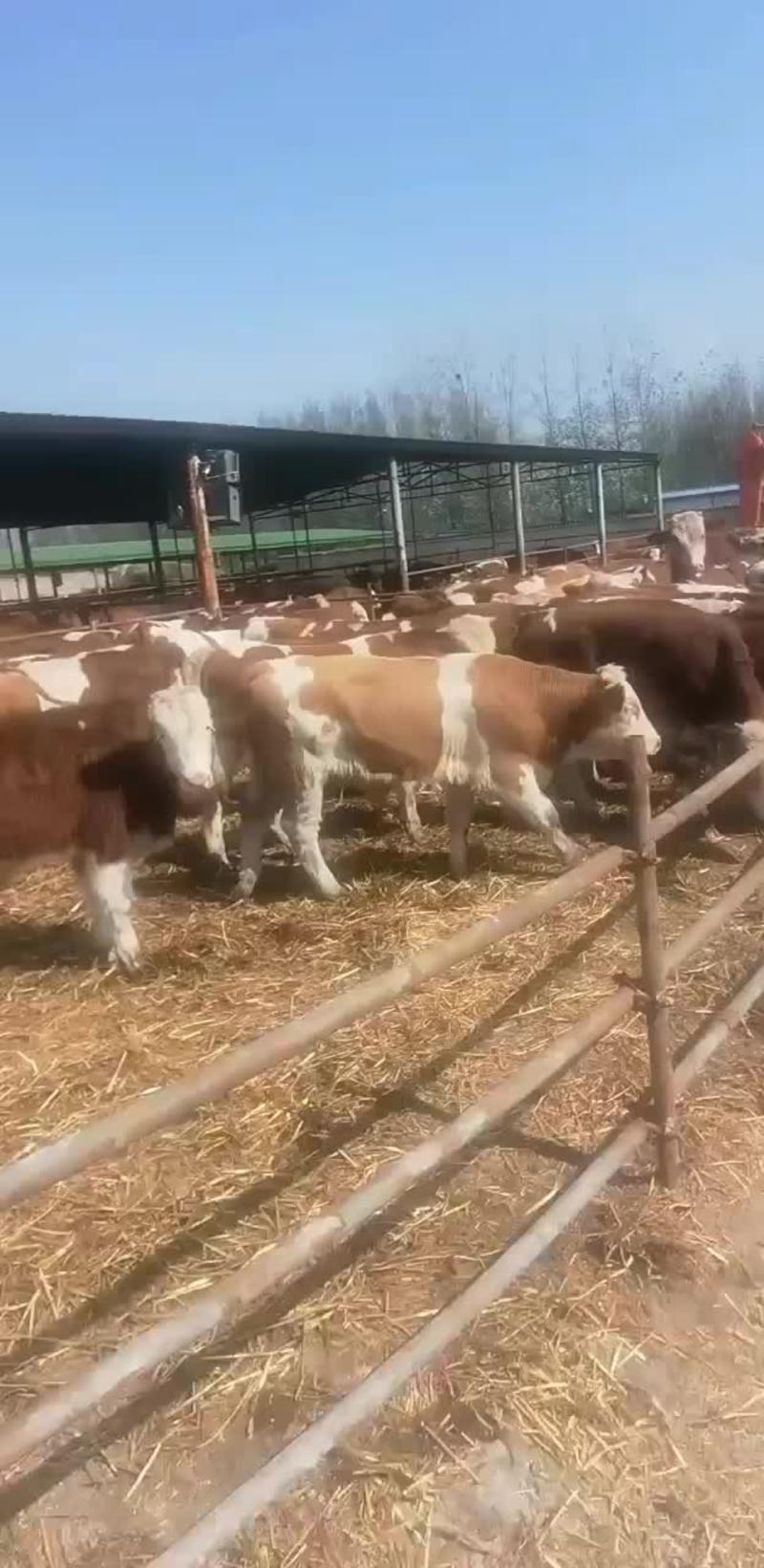 广西西门塔尔牛，广西西门塔尔牛价格，广西西门塔尔牛养殖场
